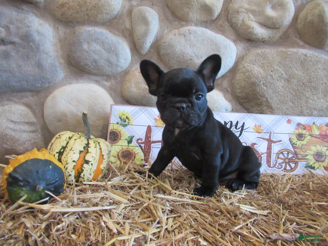 French Bulldog dogs for sale: AKC Jenna - Ad 1