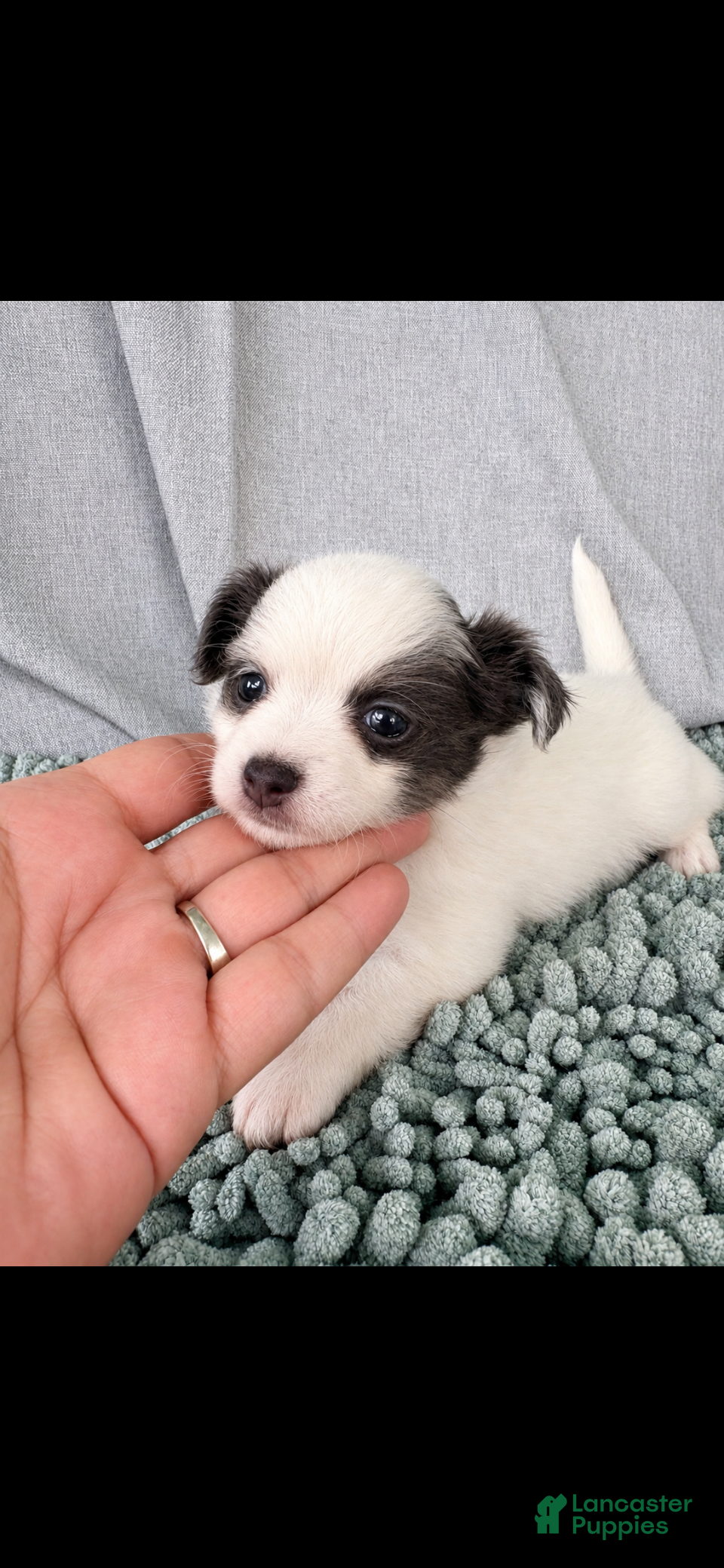 Chihuahua dogs Blue and white female  - Ad 1