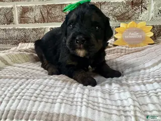 Bernedoodle dogs Gretchen - Ad 23