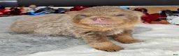Pomeranian dogs for sale: Pepper's The Way You Make Me Feel - "Waylon" - Ad 19