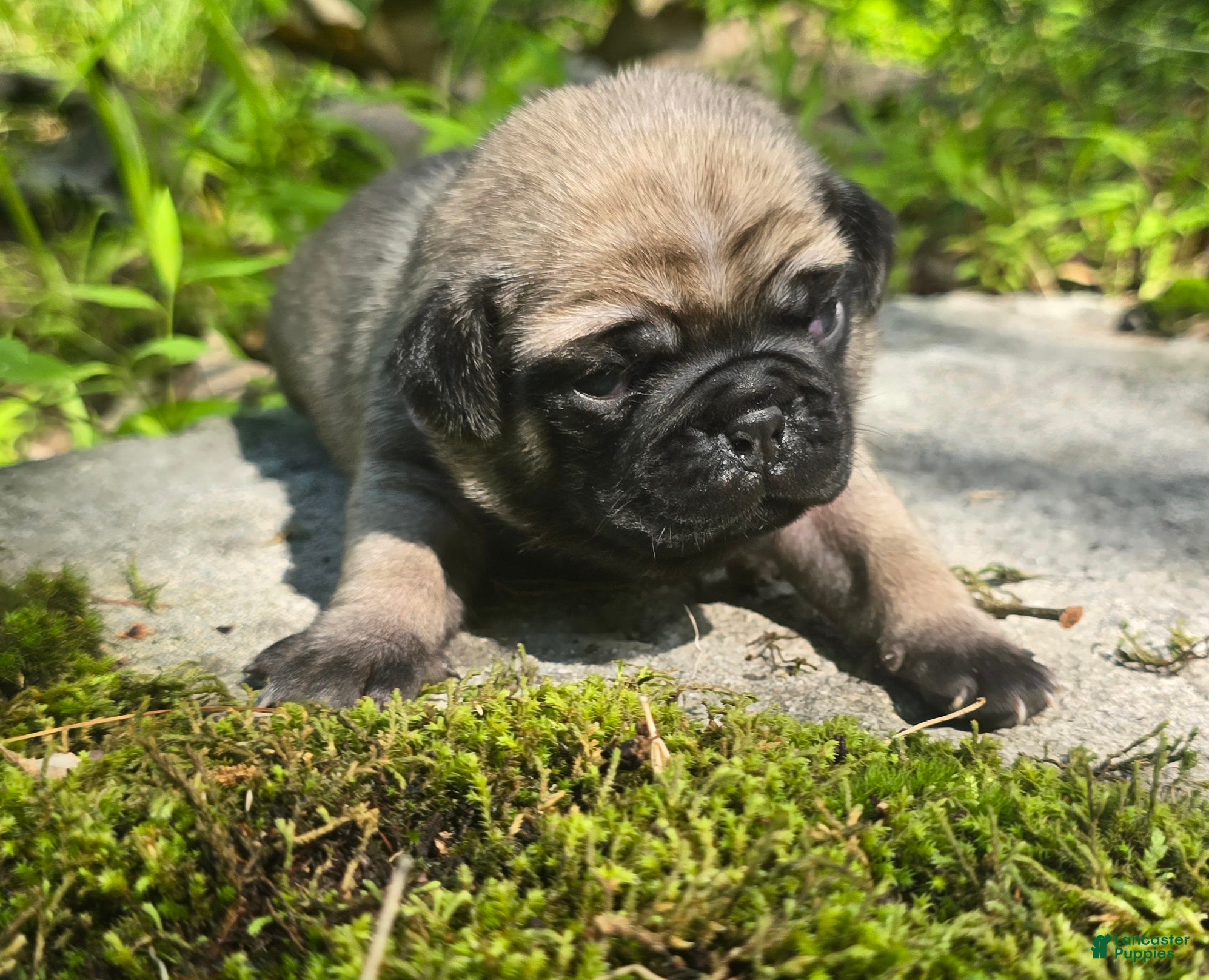 Pug dogs Manny - Ad 2