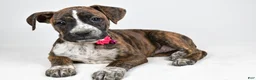 Boxer dogs for sale: Roxan Boxer mix - Ad 1
