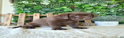 Labrador Retriever dogs for sale: Mindy - Ad 4