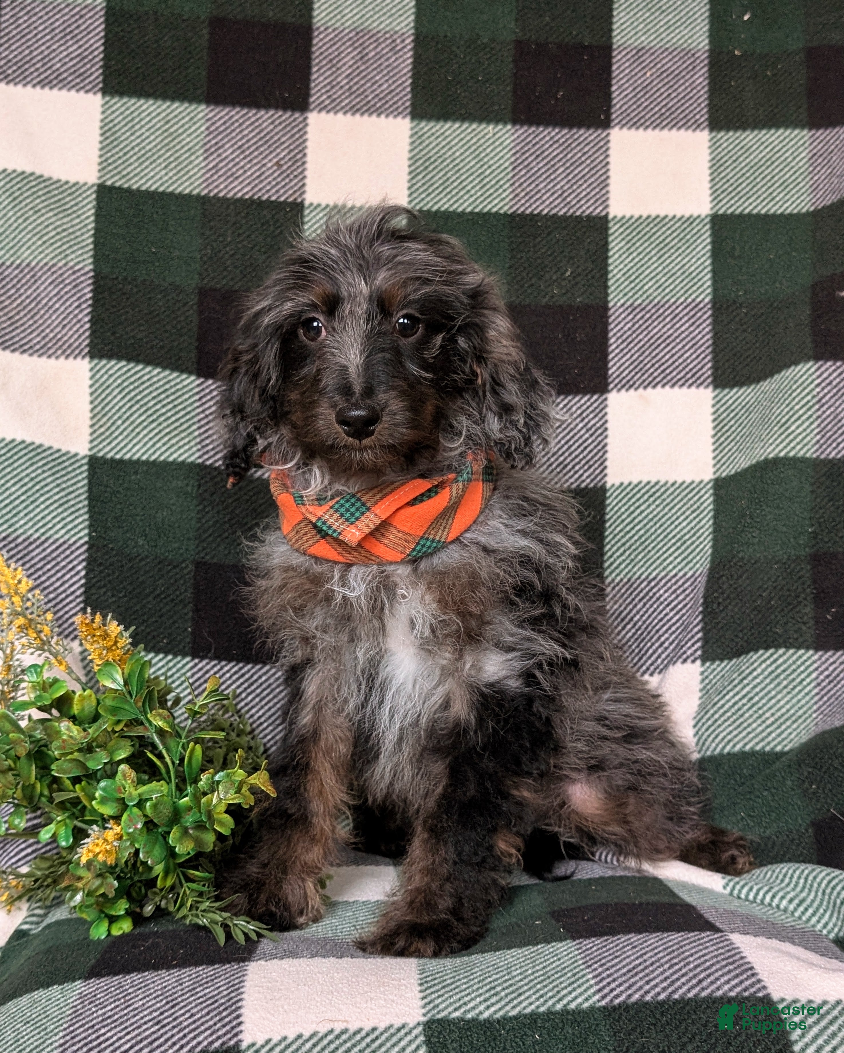 Cockapoo dogs Santiago Hypoallergenic - Ad 15