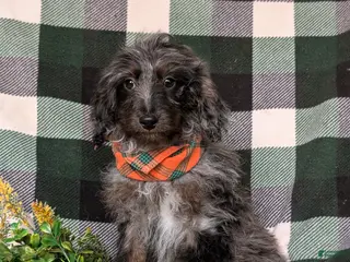 Cockapoo dogs Santiago Hypoallergenic - Ad 22