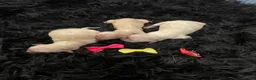Maltipoo dogs for sale: Maltipoo Girls 🩷🩷🩷 - Ad 6