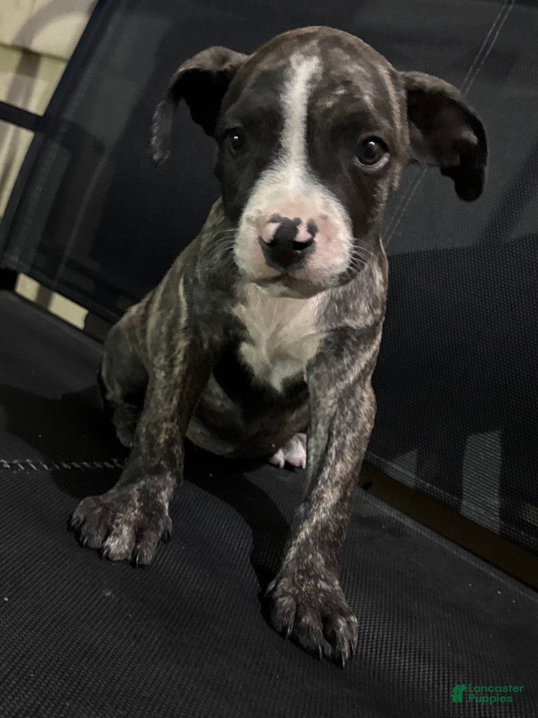 Mixed Breed Dogs With Few Health Problems Best Mix Dog Breeds 19