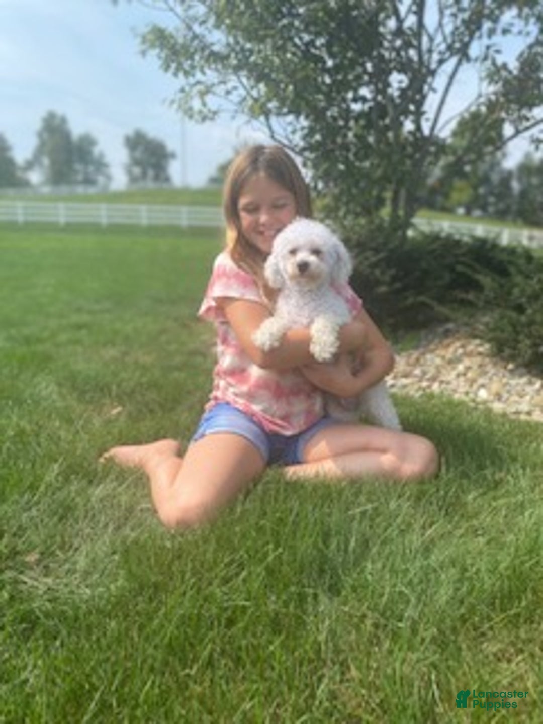 Bichpoo dogs for sale: Joy - Ad 6