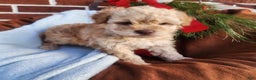 Pomapoo dogs for sale: Charlie  - Ad 4