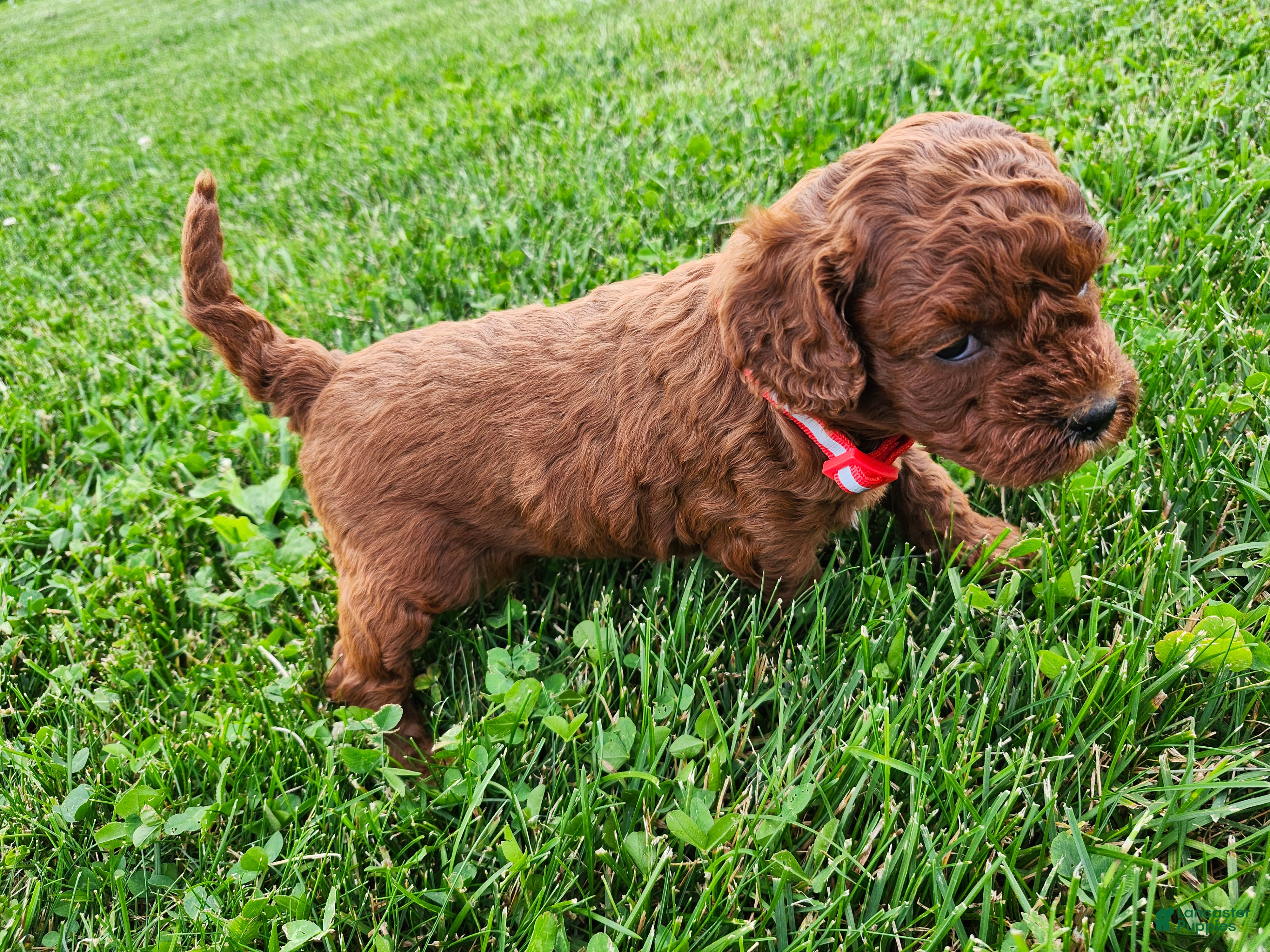 Cavapoo dogs Forrest  - Ad 2