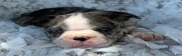 Boston Terrier dogs for sale: Mister - Ad 8