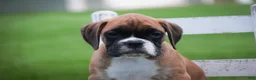 Boxer dogs for sale: Violet - Ad 12
