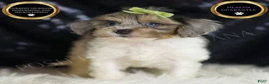 Zeke