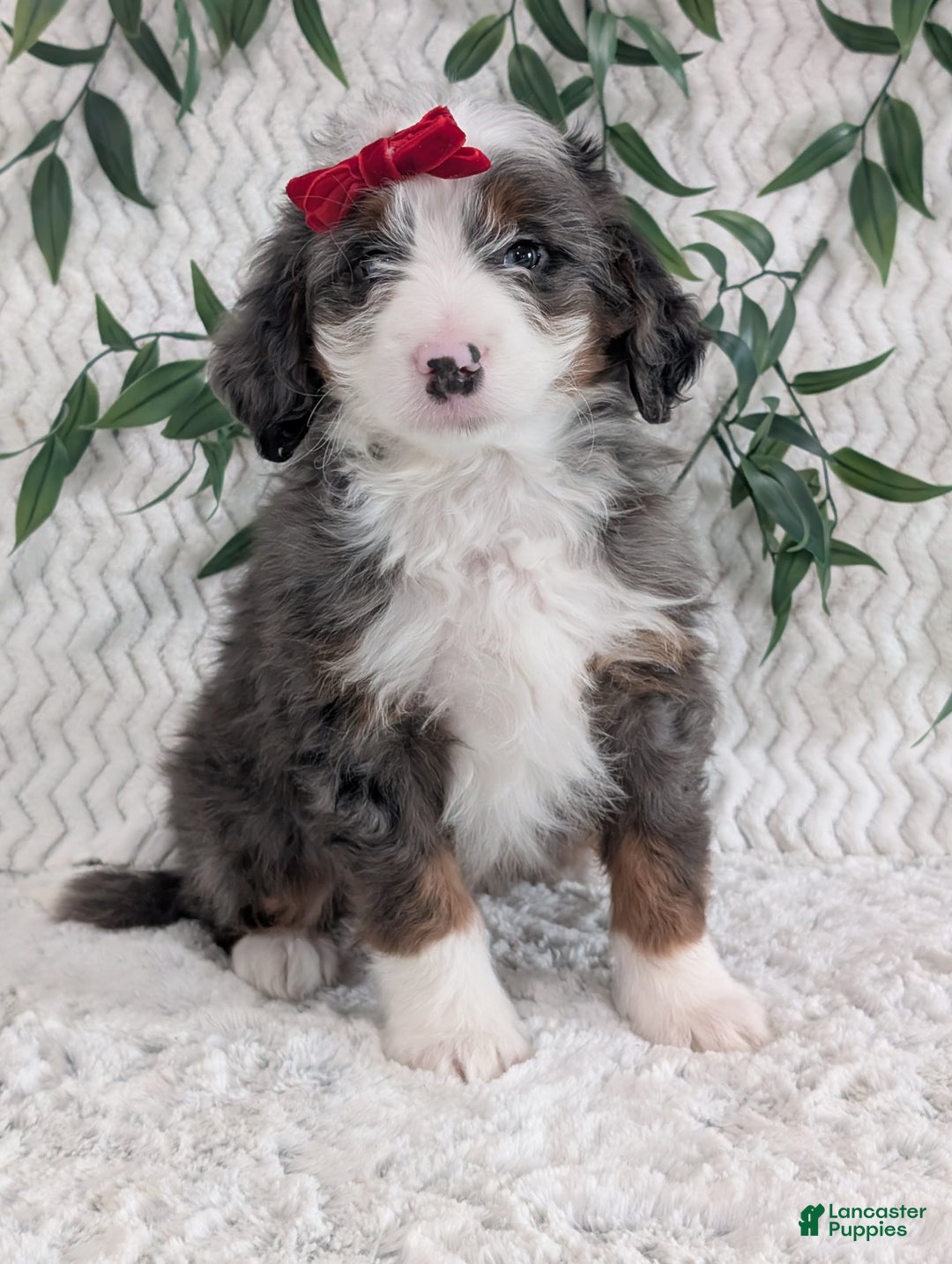 Mini Bernedoodle dogs for sale: Mini Dusty  - Ad 10