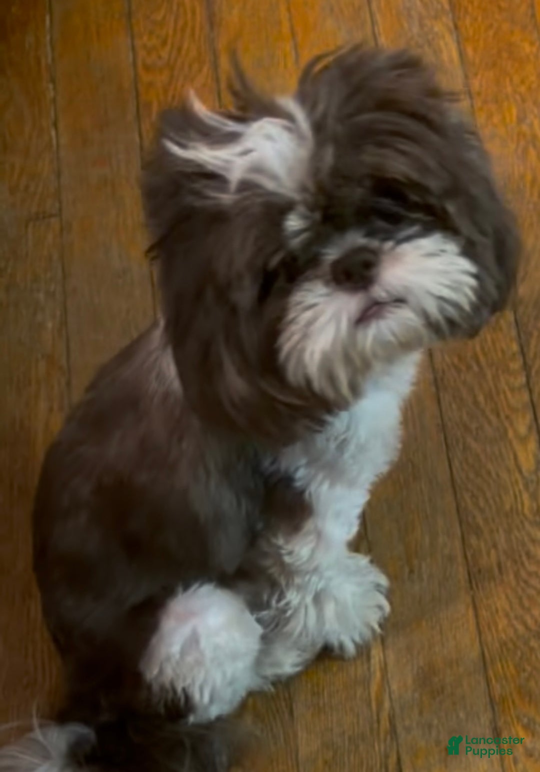 Shih Tzu dogs for sale: Tippy - Ad 4