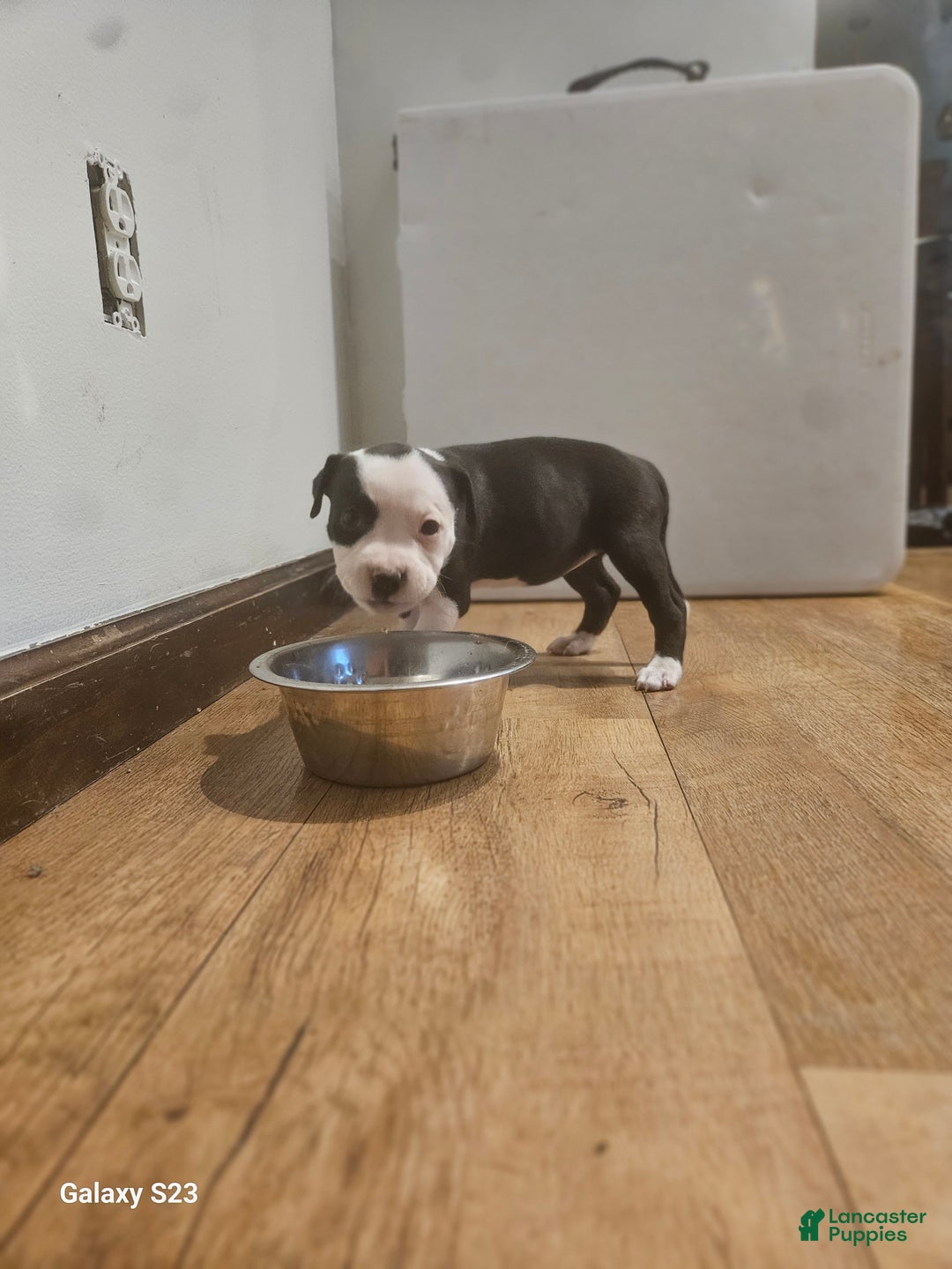 Mixed Breed dogs for sale: Star - Ad 3