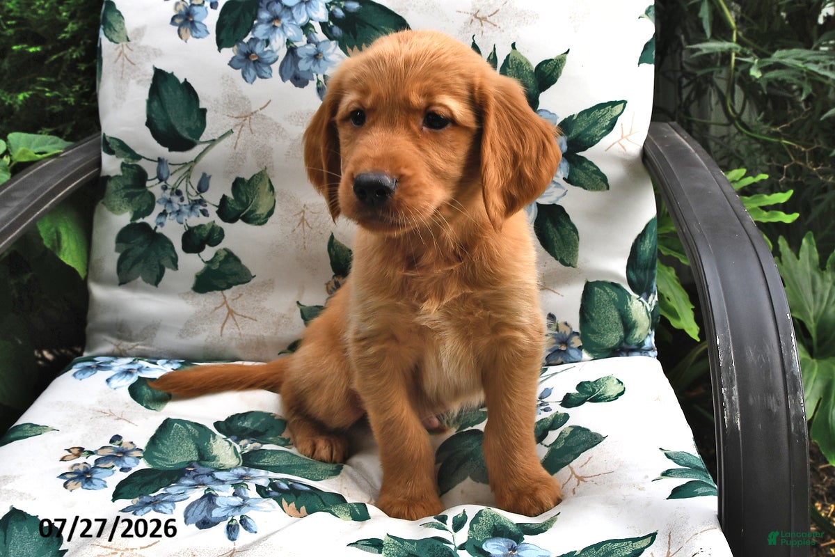 Golden Retriever dogs Marshall - Ad 2