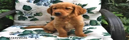 Golden Retriever dogs for sale: Marshall - Ad 2