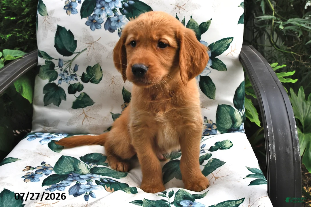 Golden Retriever dogs for sale: Marshall - Ad 2