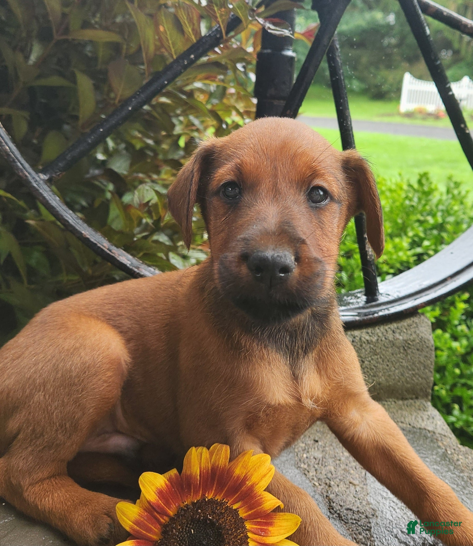 Irish Terrier dogs Ringo - Ad 1