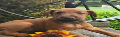 Ringo