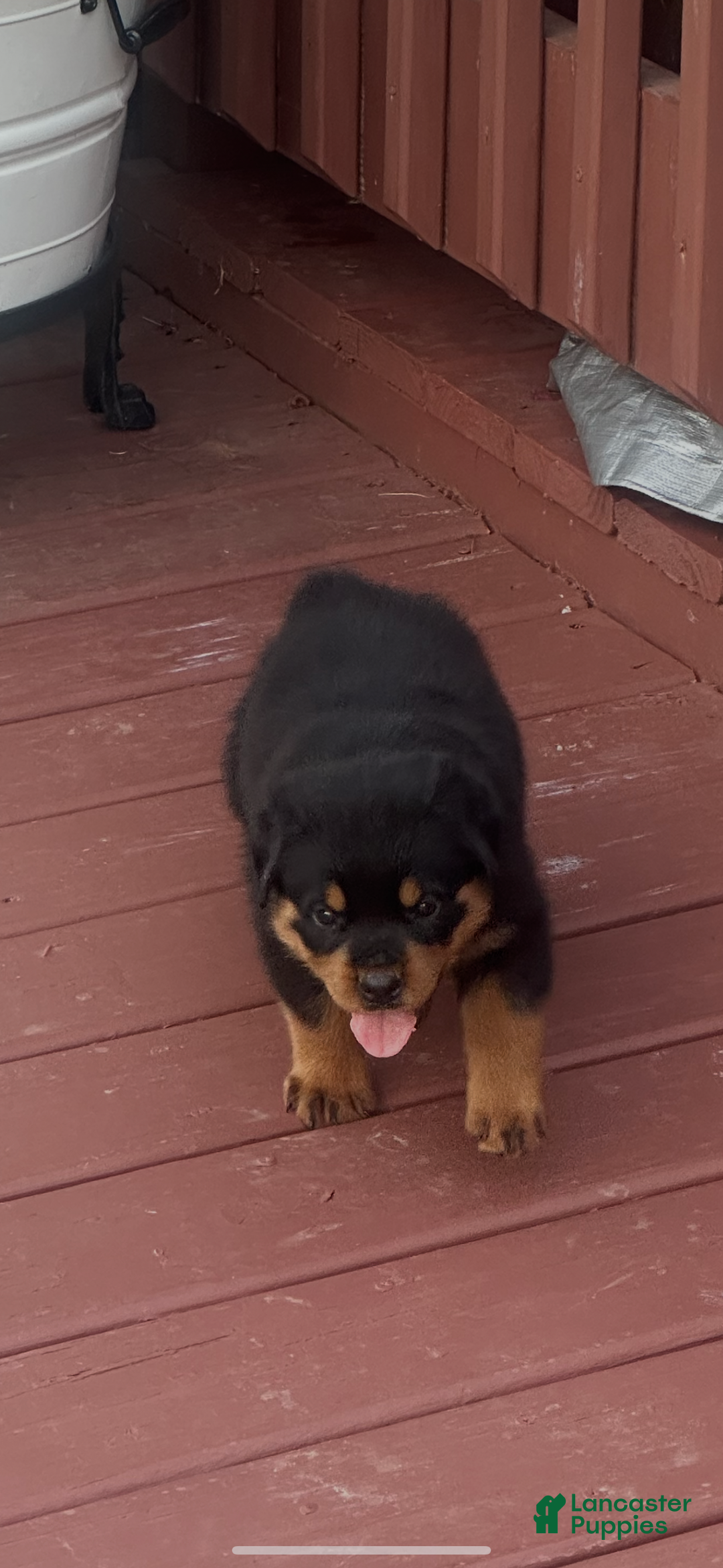 Rottweiler dogs for sale: Elvis - Ad 5
