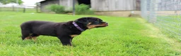 Rottweiler dogs for sale: Roxy - Ad 19