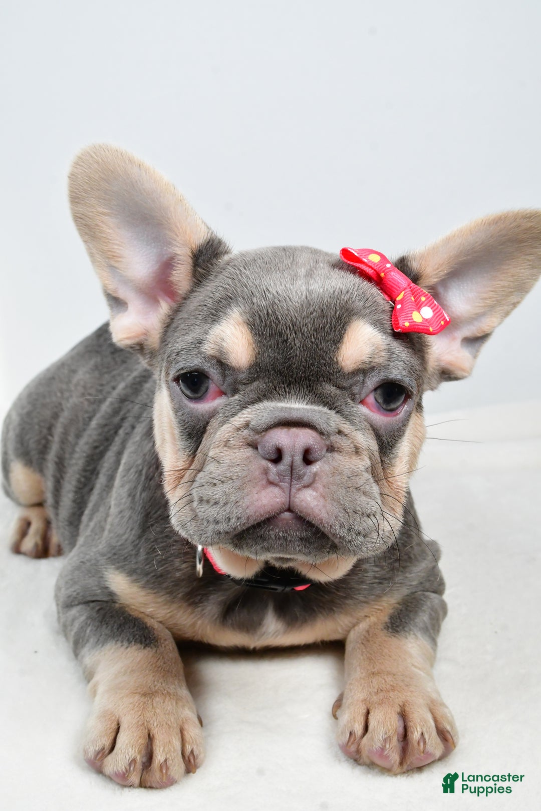 French Bulldog dogs for sale: Clover  - Ad 2