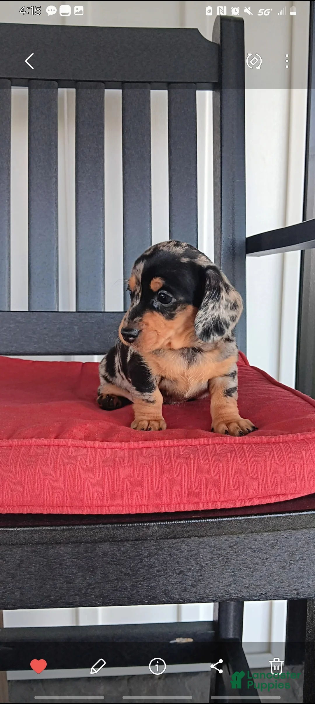 Dachshund dogs for sale: Jewel - Ad 4