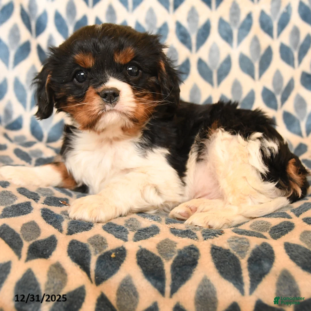 Cavalier King Charles Spaniel dogs for sale: Charlie - Ad 3