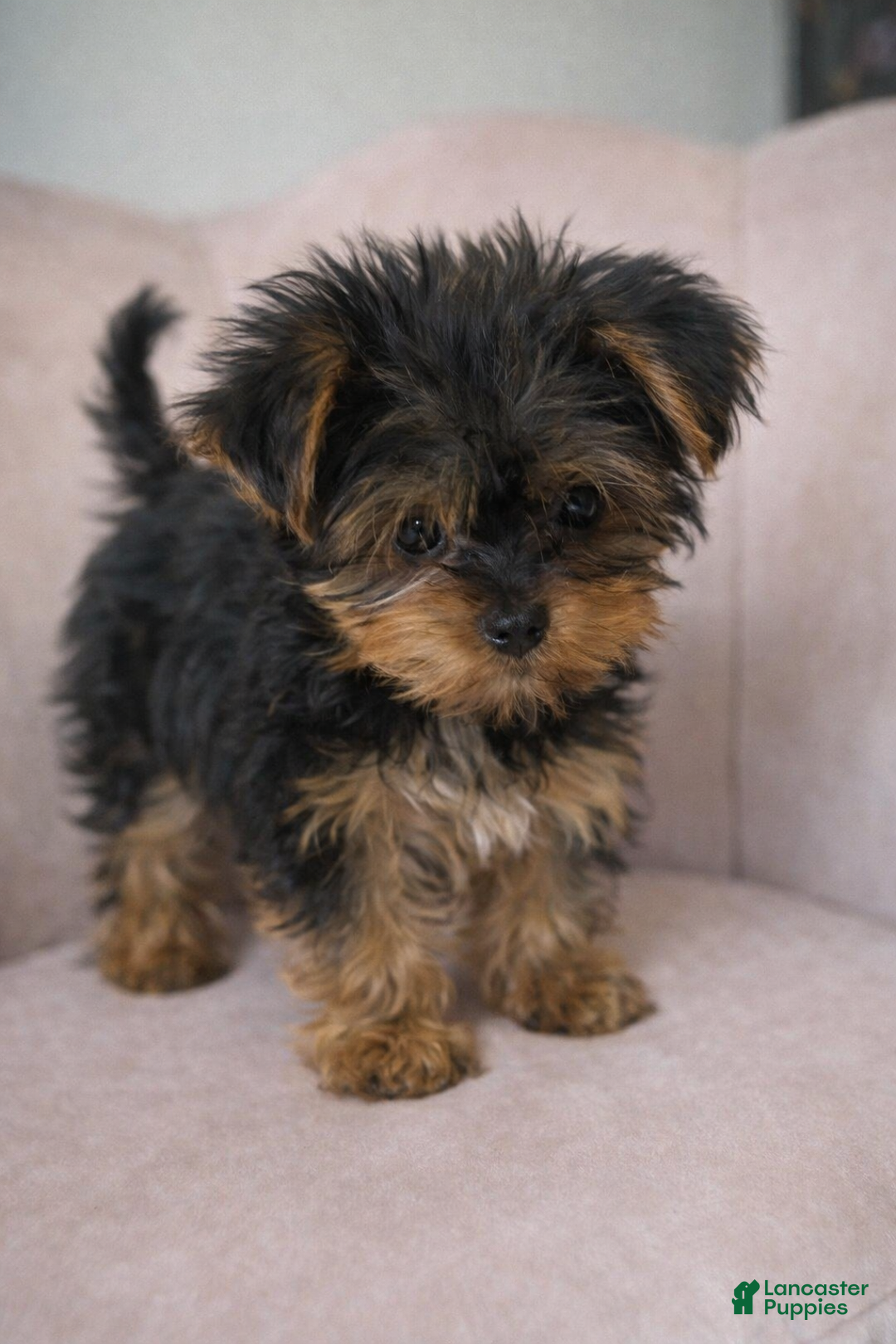 Yorkshire Terrier dogs for sale: 🐾 Puppy #3 – Emma (Female) - Ad 2