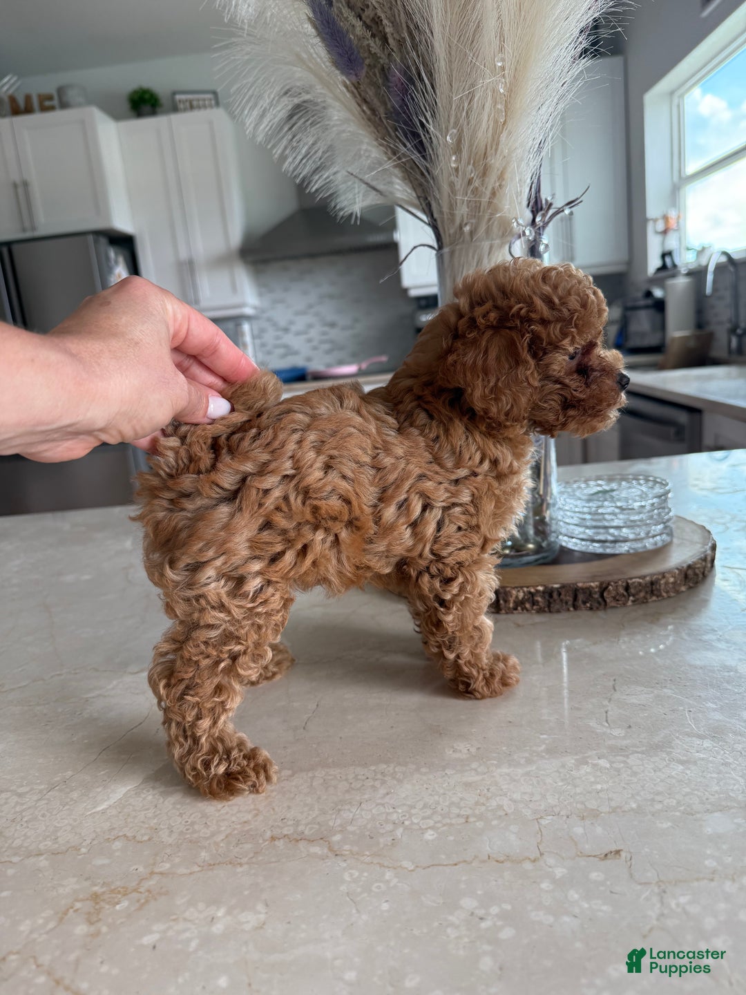 Toy Poodle Puppy for sale in Hernando Beach Lancaster Puppies