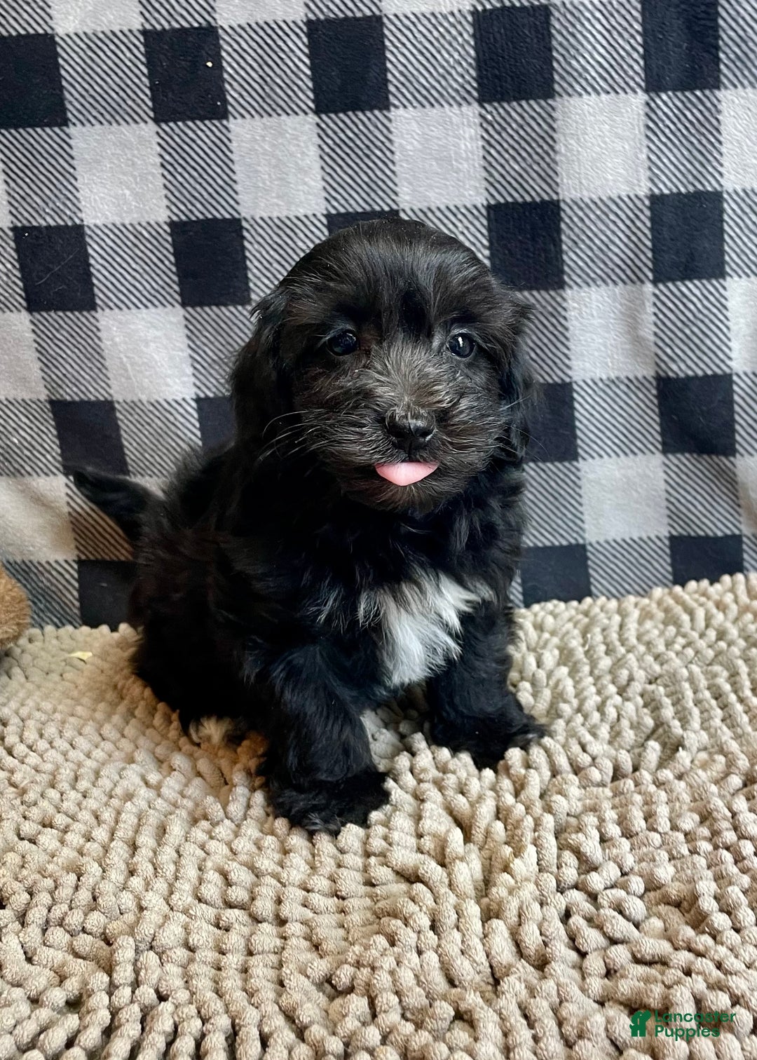 Mixed Breed dogs for sale: Ray - Ad 4