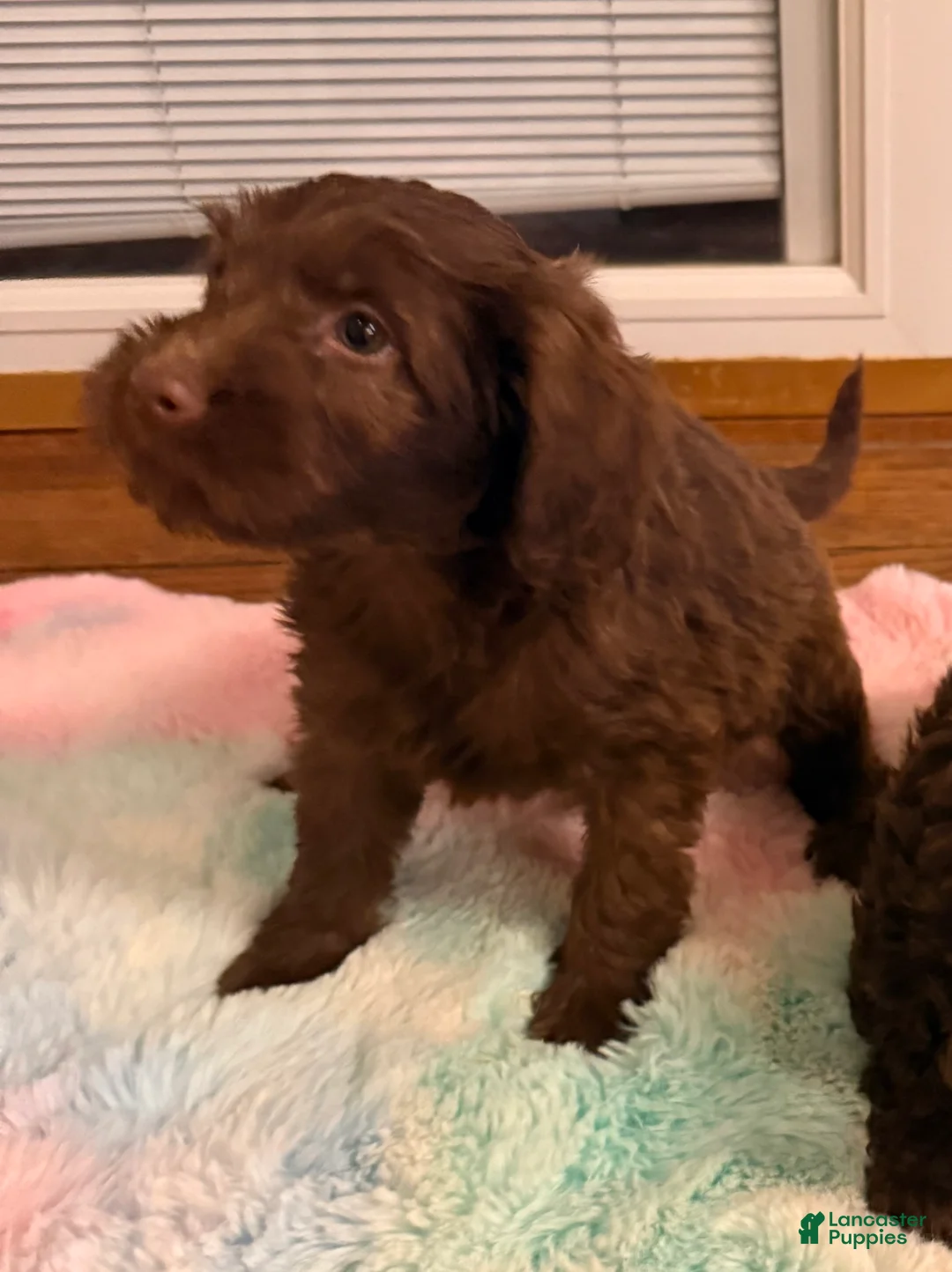 Labradoodle dogs for sale: Labradoodle Puppy 3 - Ad 2