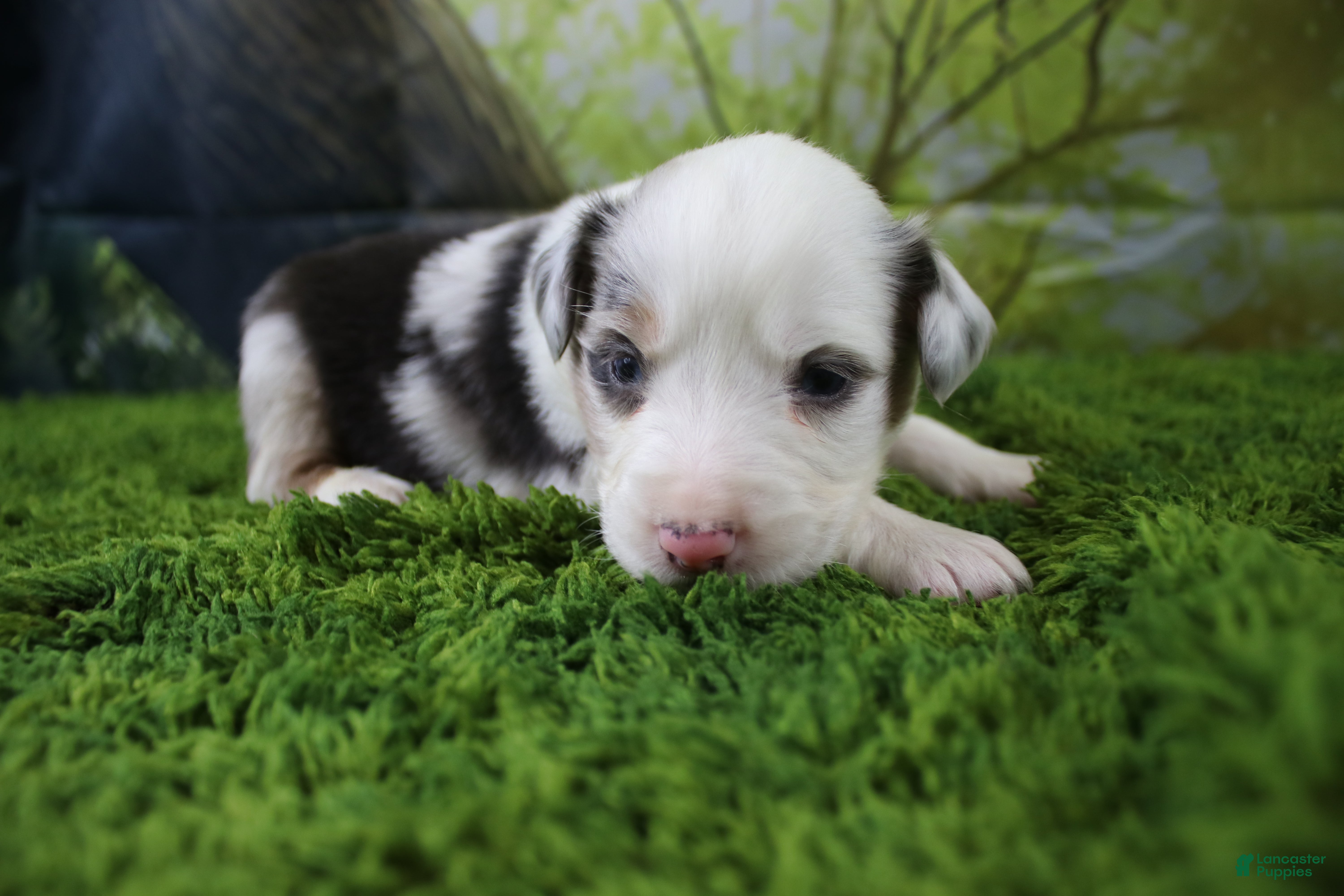Miniature Australian Shepherd dogs Freedom - Ad 9