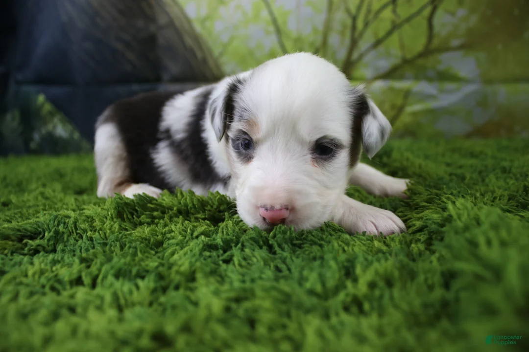 Miniature Australian Shepherd dogs for sale: Freedom - Ad 1