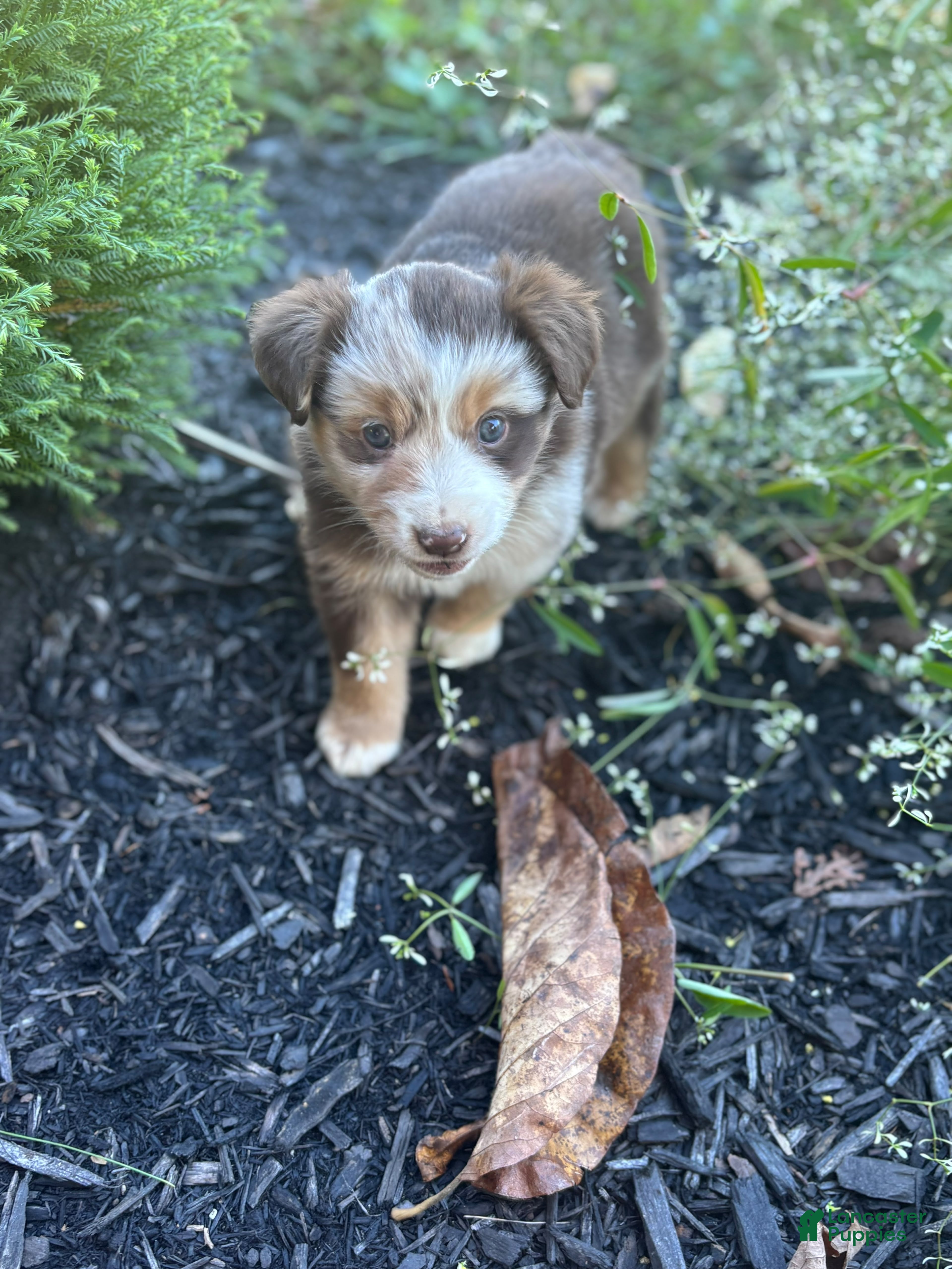 Miniature Australian Shepherd dogs Ally  - Ad 2