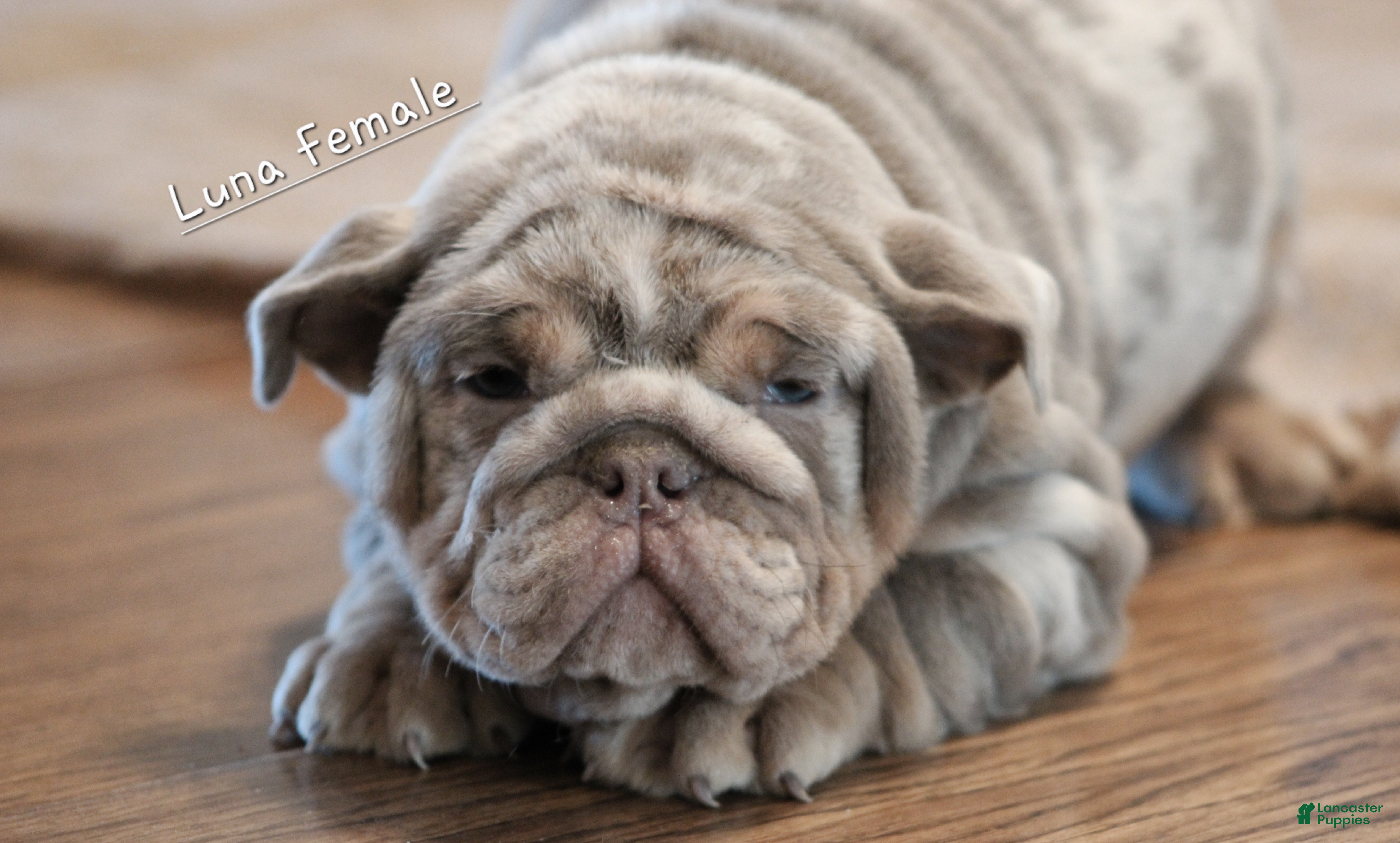 English Bulldog dogs English Bulldog Puppy 2 - Ad 2