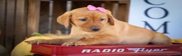 Labrador Retriever dogs for sale: NICKI - Ad 13