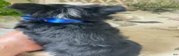 Biewer Terrier dogs for sale: Whisper - Ad 4