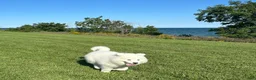 Samoyed dogs for sale: Chase  - Ad 4