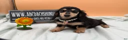 Miniature Dachshund dogs for sale: Carrie’s chocolate  will be 6 lbs- Sale - Ad 5