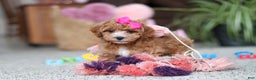 Cavapoo dogs for sale: Allie - Ad 7