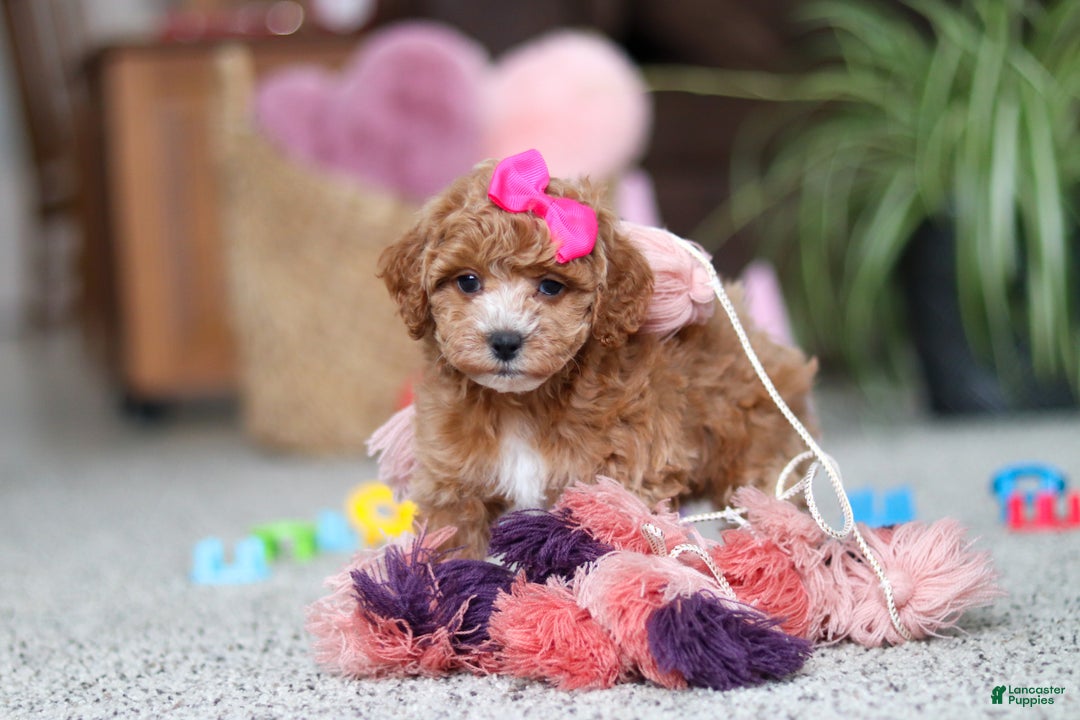 Cavapoo dogs for sale: Allie - Ad 7