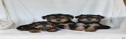 Yorkshire Terrier dogs for sale: Sophie - Ad 3