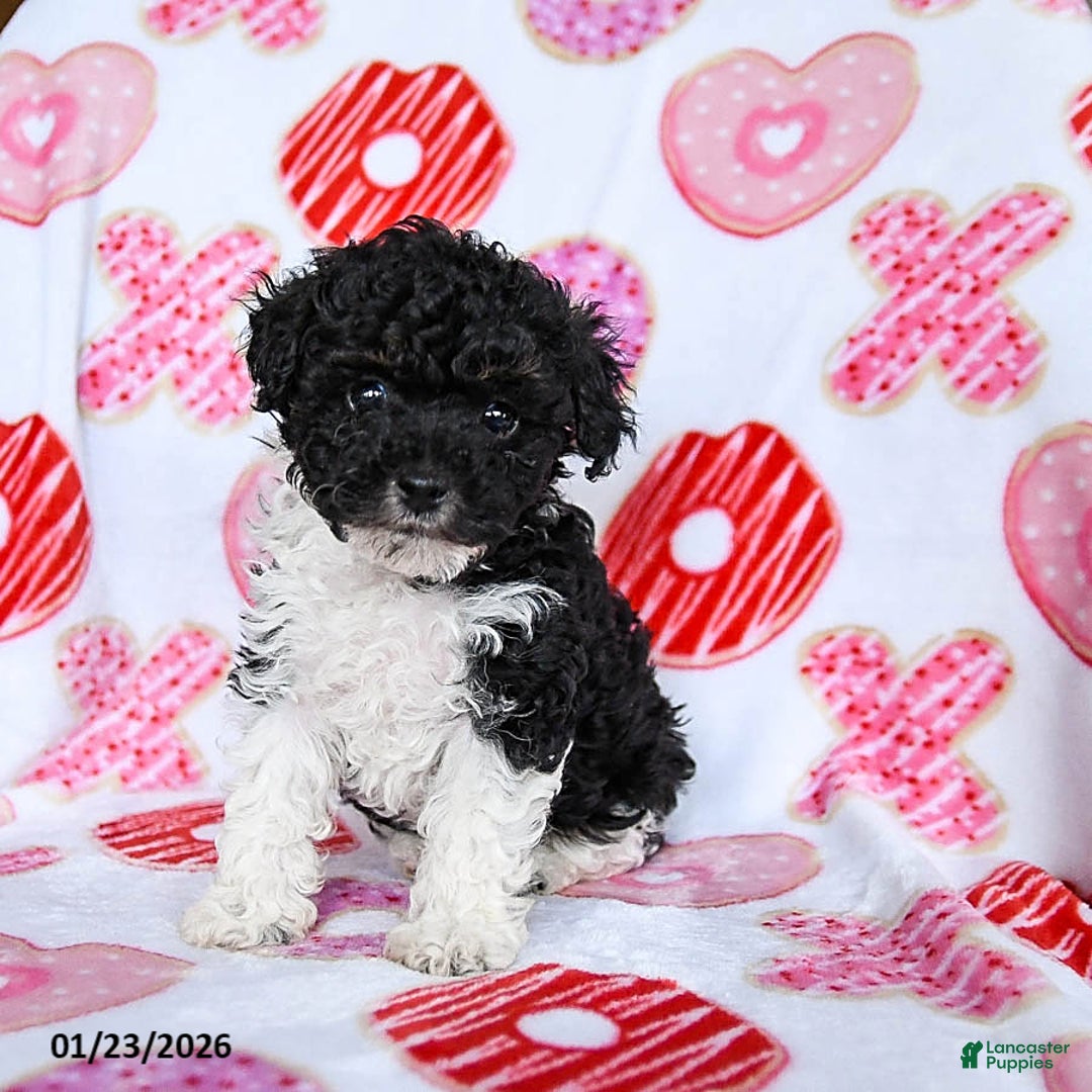 Toy Poodle dogs for sale: Twix - Ad 2