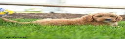 Goldendoodle dogs for sale: TJ - Ad 3