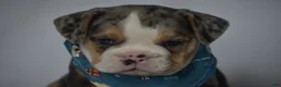 Beabull dogs for sale: Olive - Ad 3