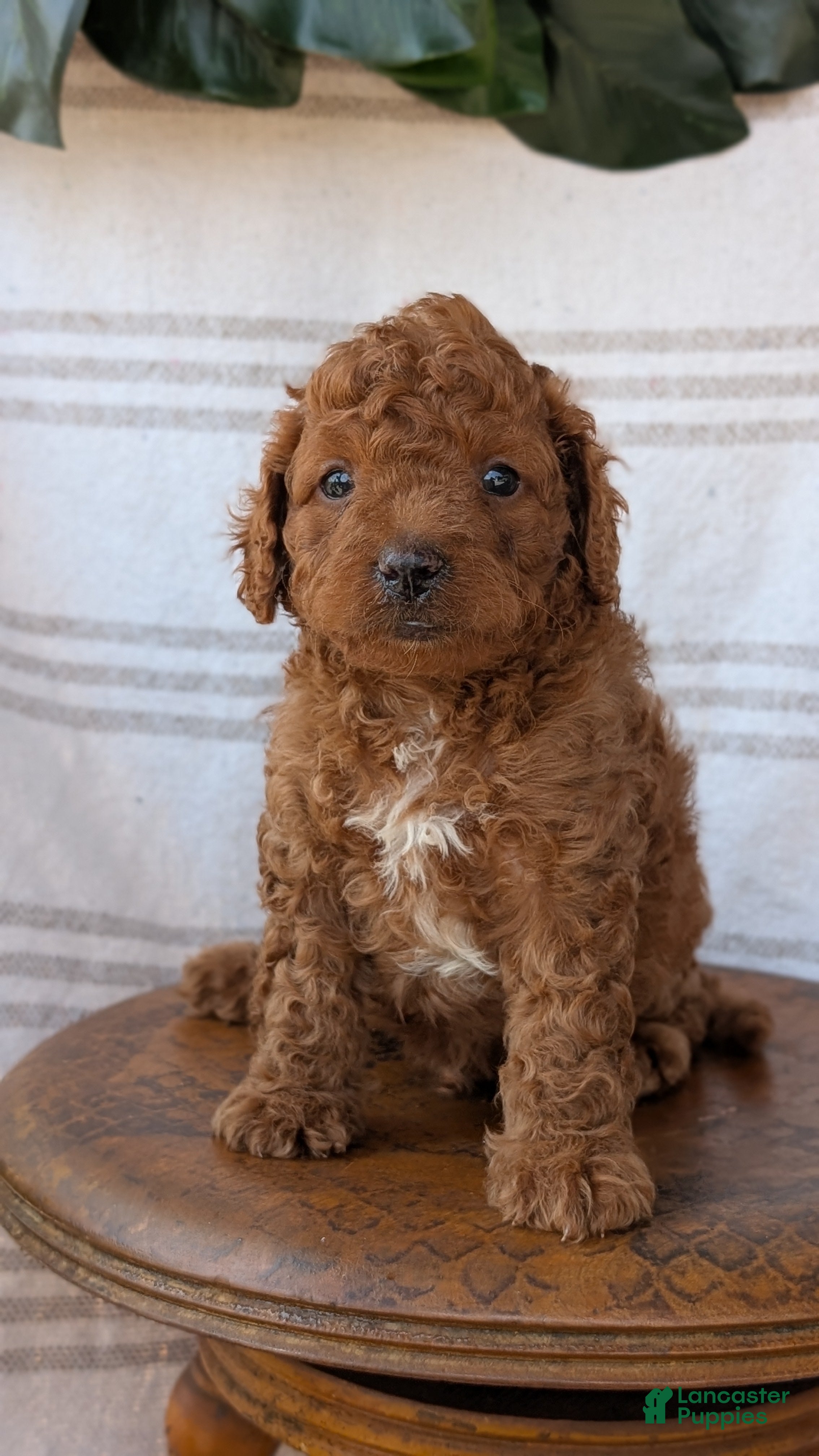 Cavapoo dogs Mason - Ad 2