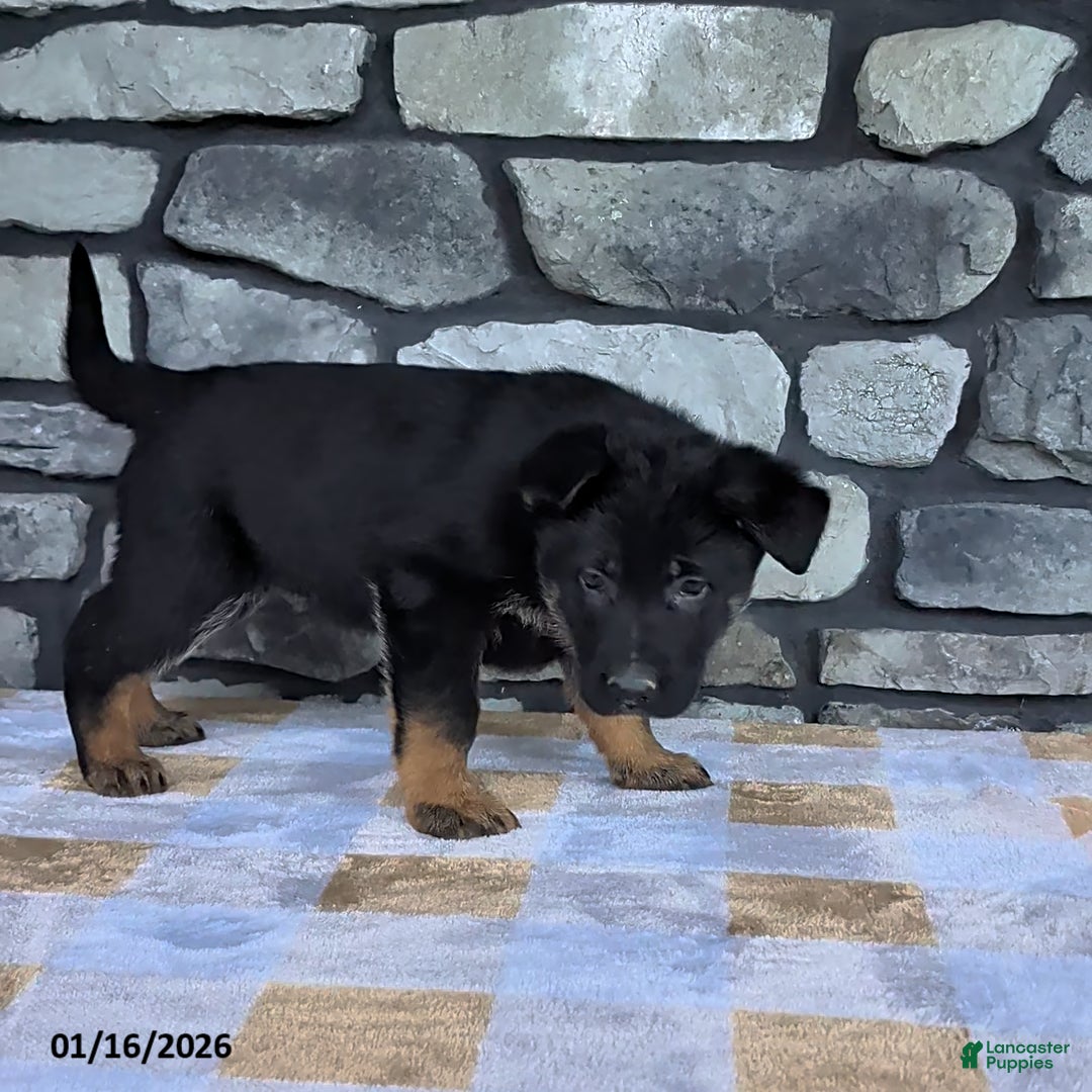 German Shepherd dogs for sale: Bingo - Ad 3